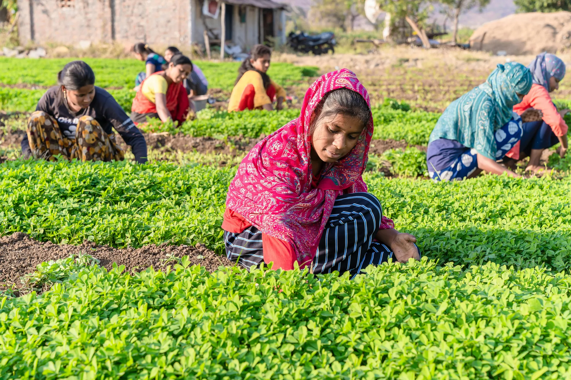 Community Farming